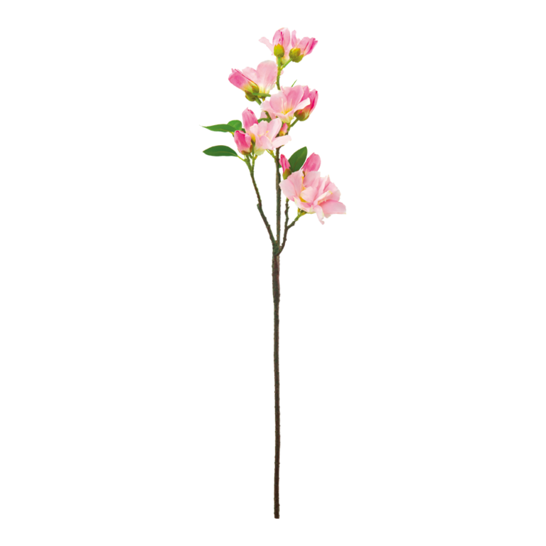 Flowering cherry twig,