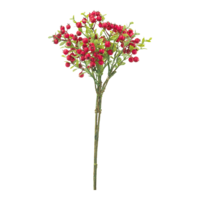 Berry bunch,