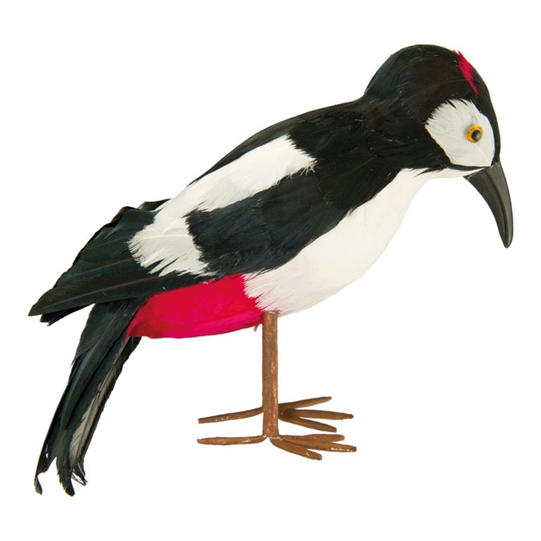 Woodpecker,