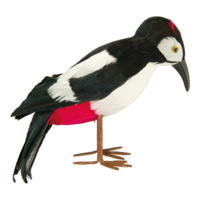 Woodpecker,