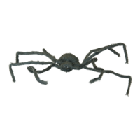 Spider,