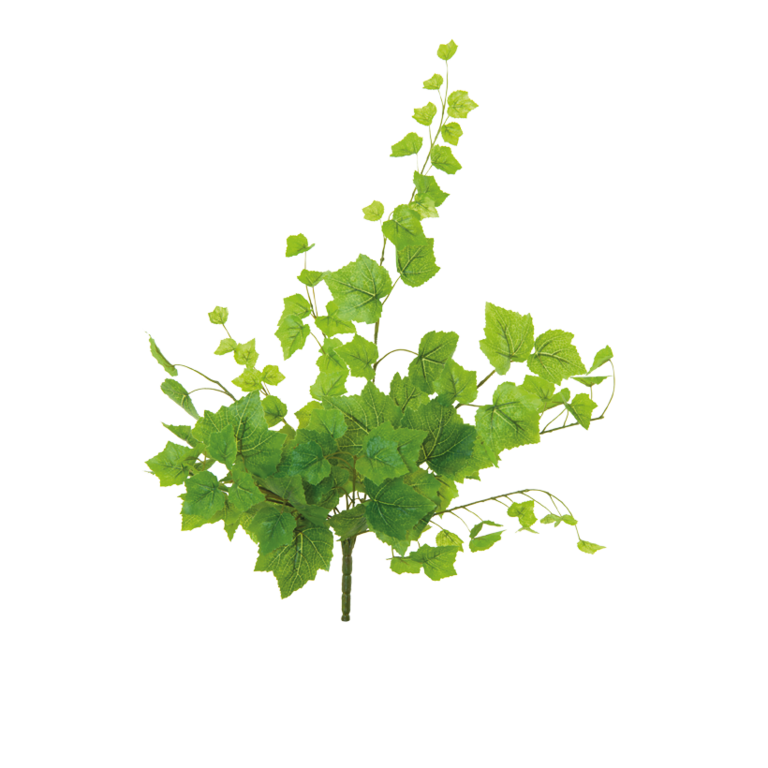 Vine leaf twig,