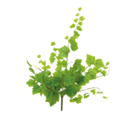 Vine leaf twig,