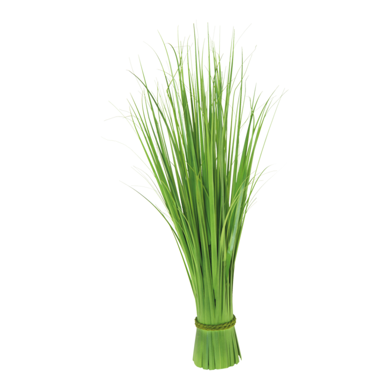 Reed grass bundles,
