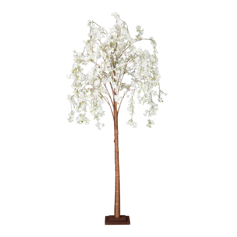 Cherry blossom tree,