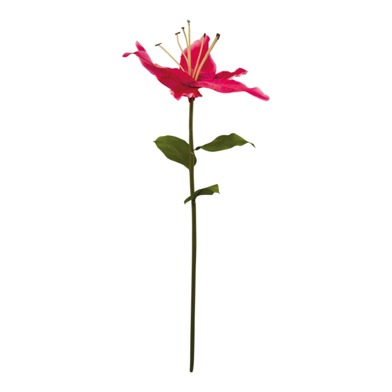 Lily with stem,