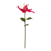 Lily with stem,