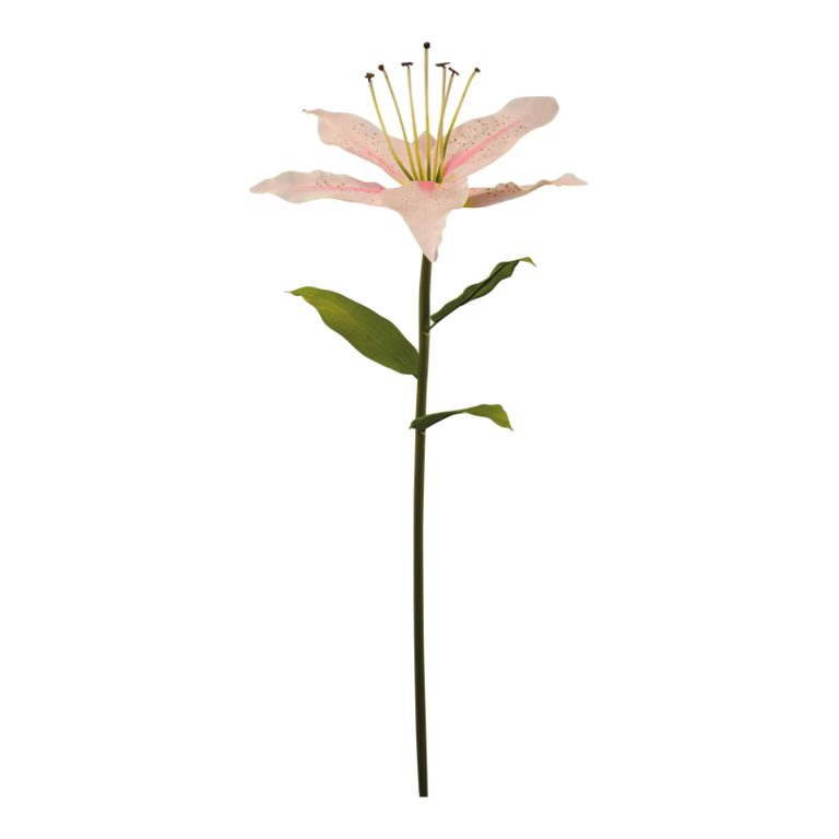 Lily with stem,
