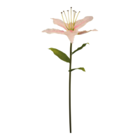 Lily with stem,