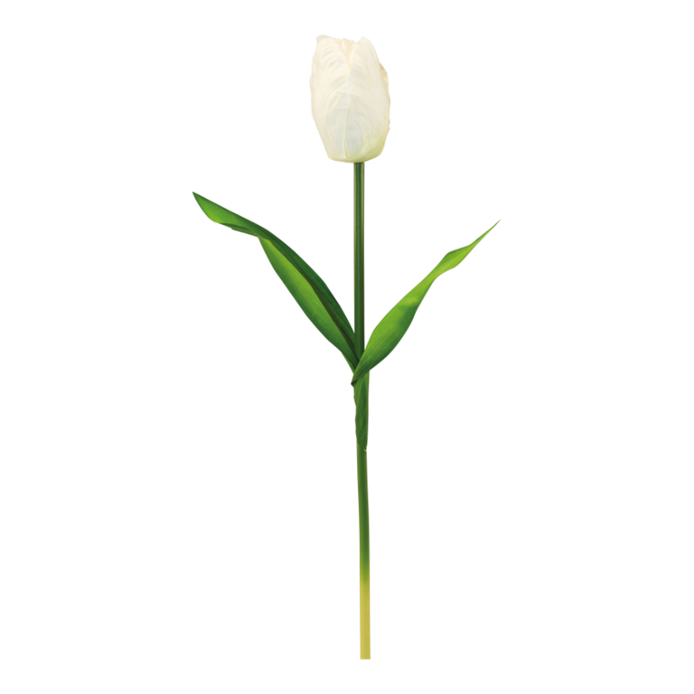 Tulip with stem,