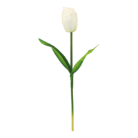 Tulip with stem,