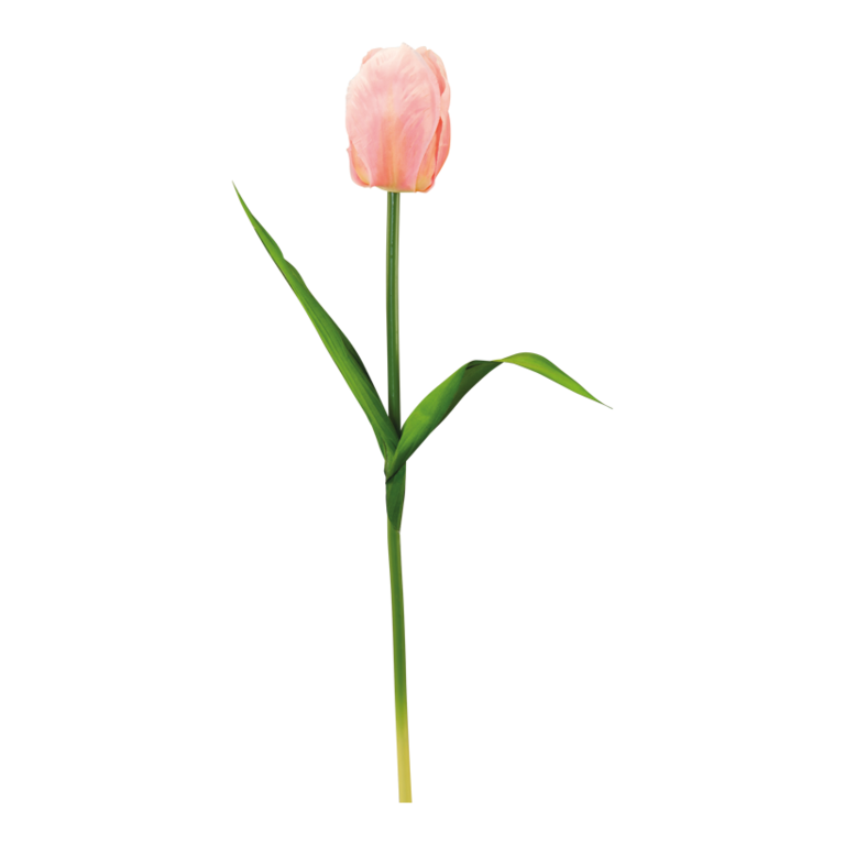 Tulip with stem,
