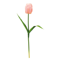 Tulip with stem,