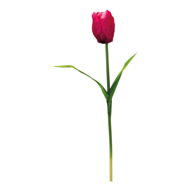 Tulip with stem,