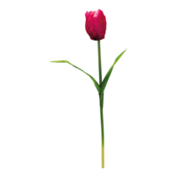 Tulip with stem,