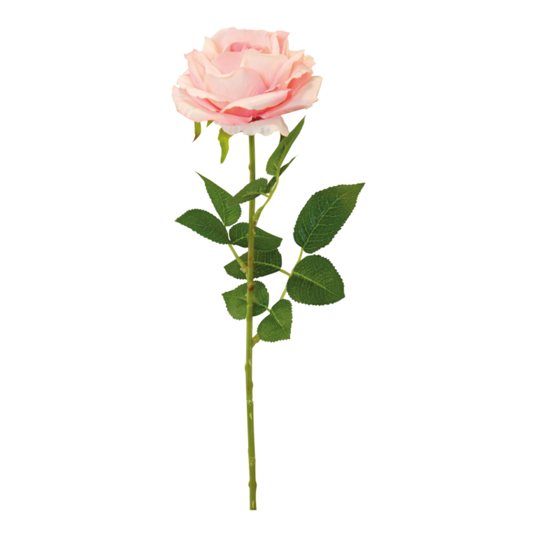Rose with stem,