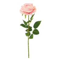 Rose with stem,