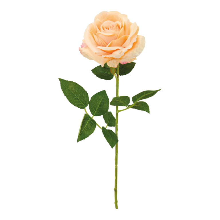 Rose with stem,
