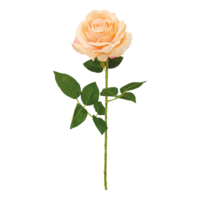 Rose with stem,