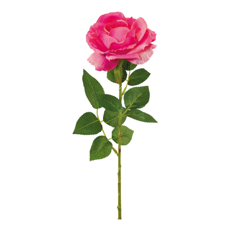 Rose with stem,