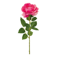 Rose with stem,