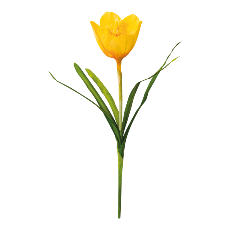 Crocus with stem,