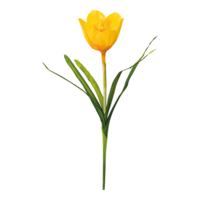 Crocus with stem,