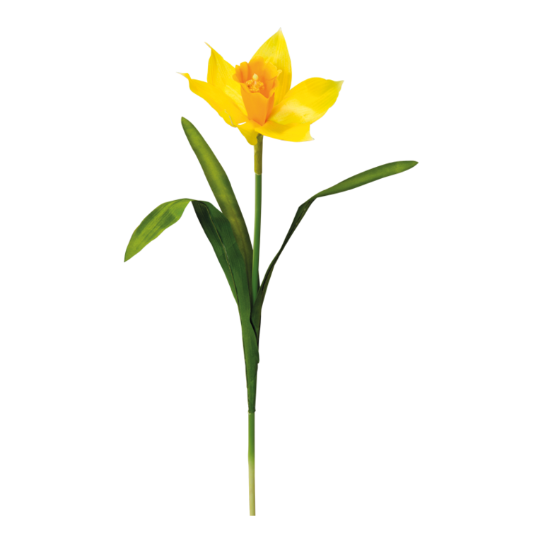 Daffodil with stem,