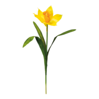 Daffodil with stem,