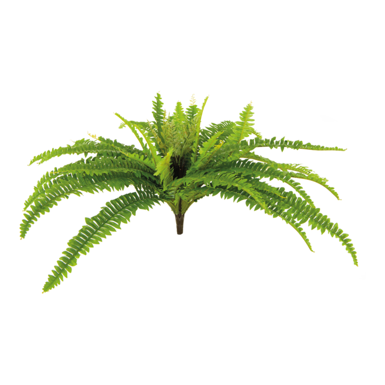 Fern bush,