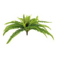 Fern bush,