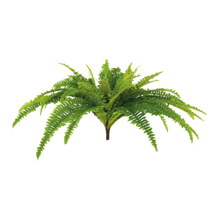 Fern bush,
