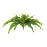 Fern bush,