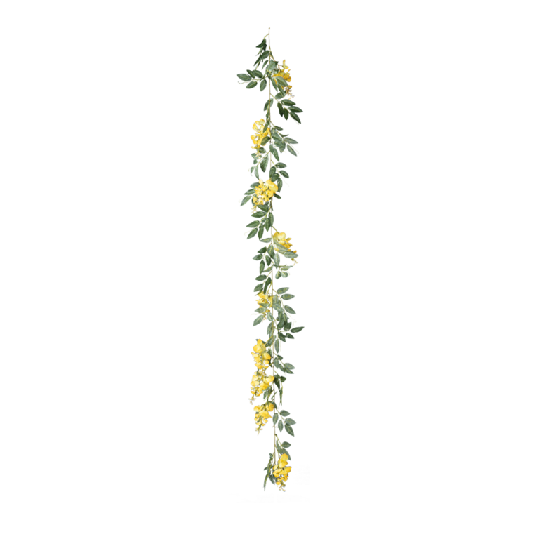 Wisteria garland,