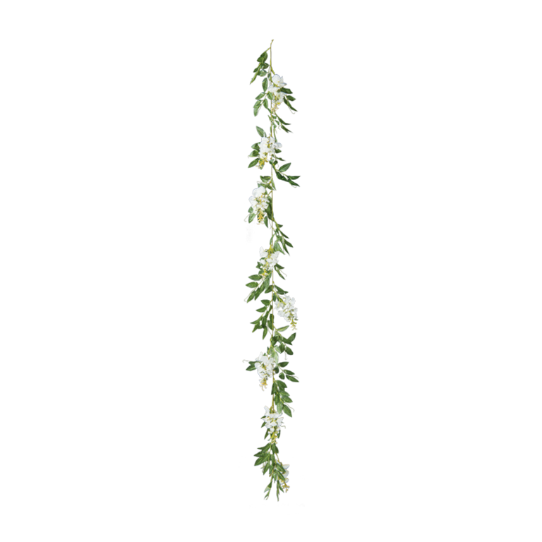 Wisteria garland,