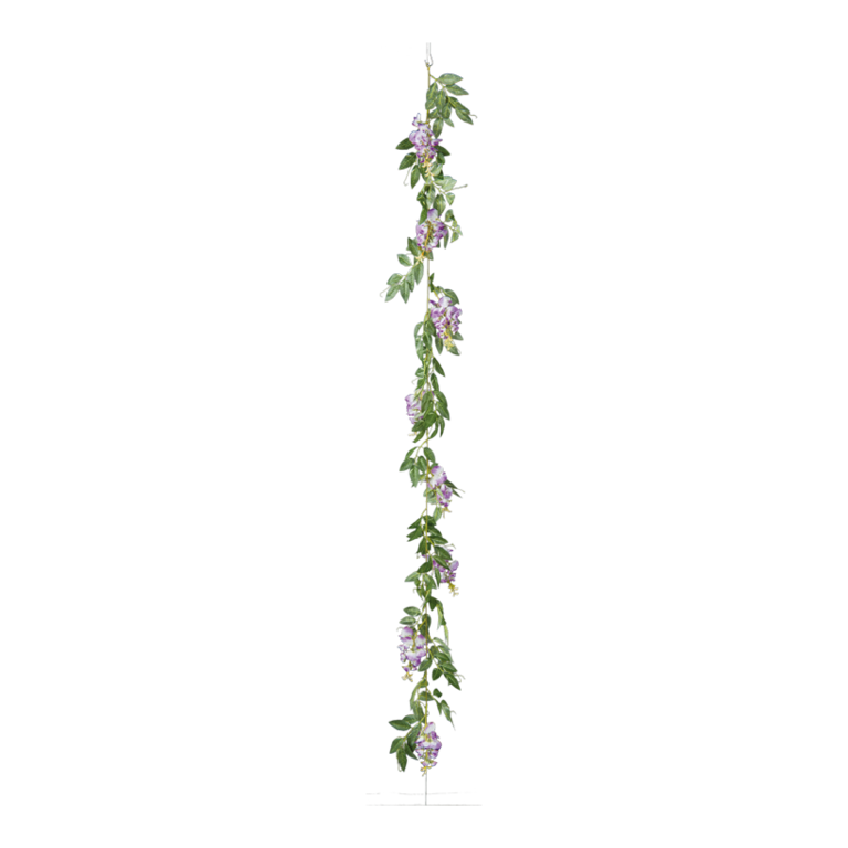 Wisteria garland,