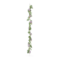 Wisteria garland,