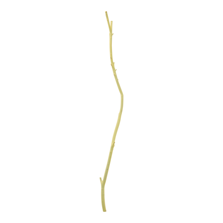 Wooden twig,