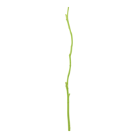 Wooden twig,