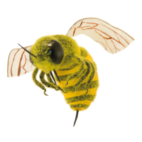 Giant hornet,