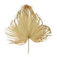 Palm leaf,