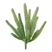 # Cactus,