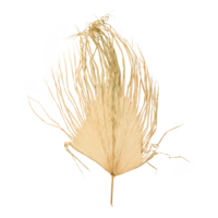 Palm leaf,