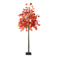 Maple tree,