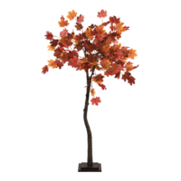 Maple tree,