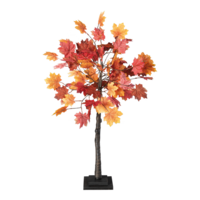 Maple tree,