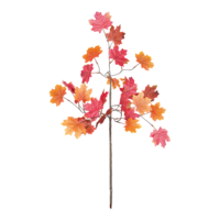 Maple leaf twig,