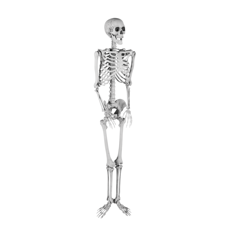 Skeleton,
