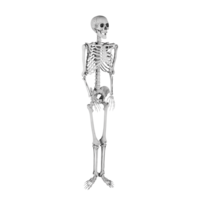 Skeleton,
