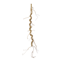 Corkscrew twigs,